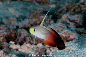Fire goby by Rudy Janssen 